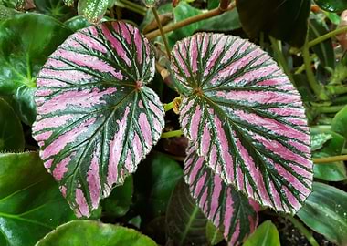 Green Vain Flower Power