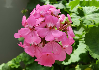 Pretty Pink Flower Power