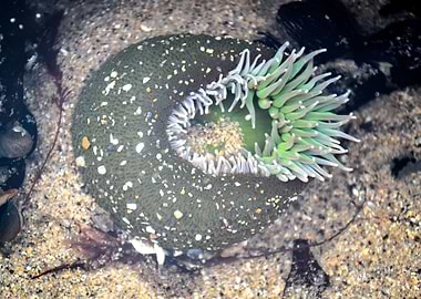 Sea Anemone