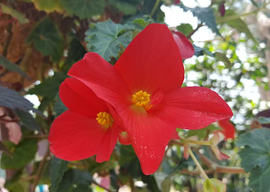 Crimson Red Flower Power