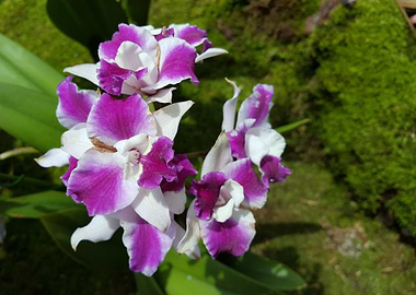 Pretty Bloom Flower Power