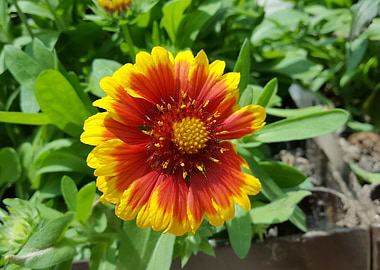 Starburst Flower Power