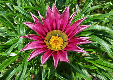 Pink Spikes Flower Power