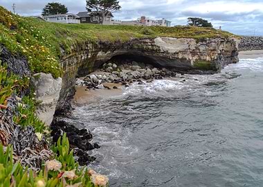 Ice Plant By The Ocean