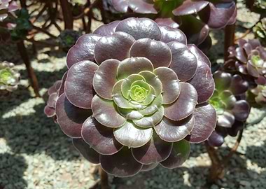 Choco Shells Flower Power