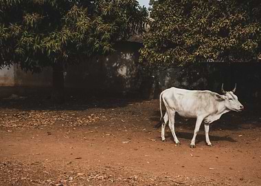 Cow