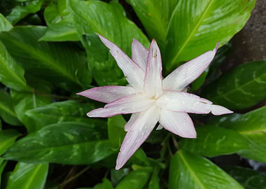 Star White Flower Power