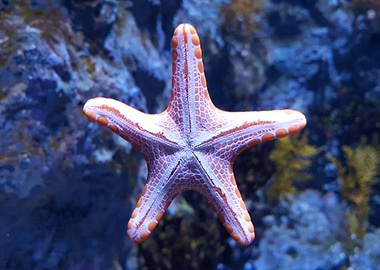 Angry Starfish
