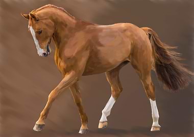 Bay Stallion Horse