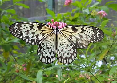 Blooming Butterfly