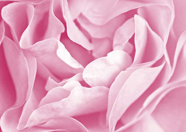 Pink Rose Petals