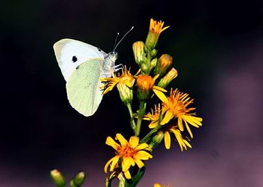 White Butterfly on Flower