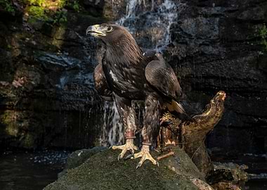 Golden Eagle