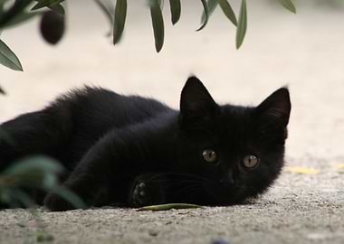 Black Kitten Playing