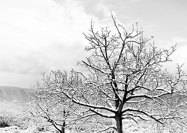 Snow covered Trees
