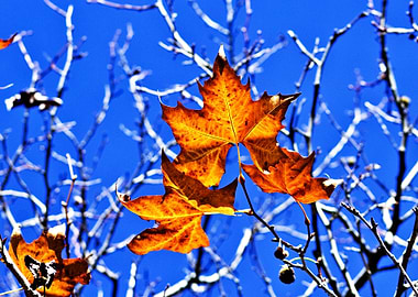Plane leaves in Autumn