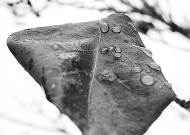 Lone Winter Leaf 2