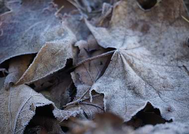 First Frost
