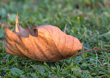 autumn leaf on meadow