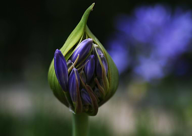 Newborn Lily of the Nile