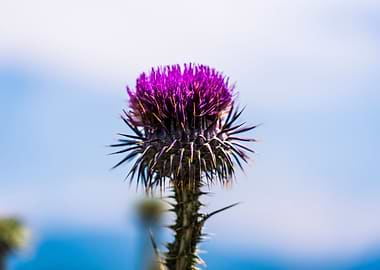 Thistle in Turkey