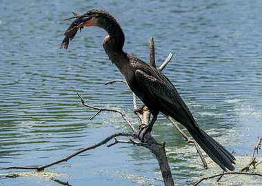 A Little Hard to Swallow