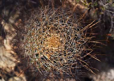 Cactus