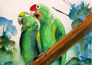 Parrots