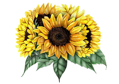 Sunflowers