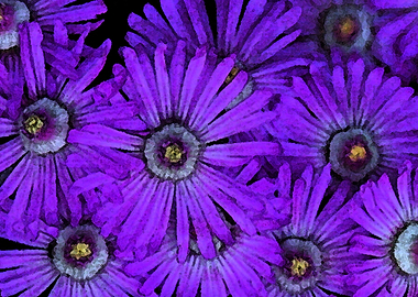 purple succulent flowers