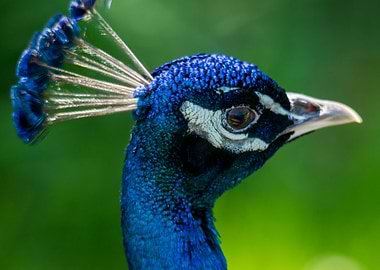 Peacock