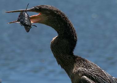 Bringing Home the Bacon