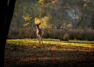 Curious Little Deer