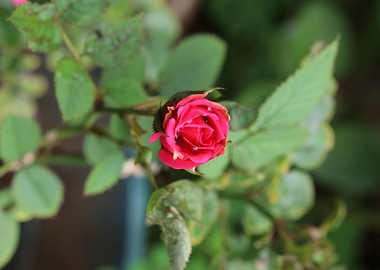 Red Rose