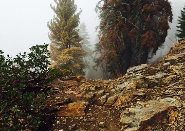 Sequoia National Park Fall