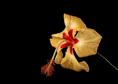Yellow Hibiscus Flower