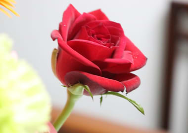 Red Rose