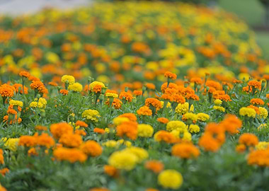 Marigold Flowers