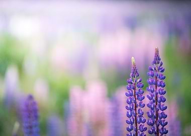 Lupines flowers