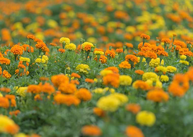Marigold Flowers