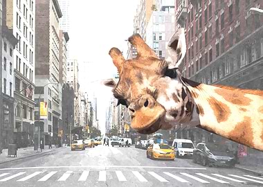 Selfie Giraffe in NYC
