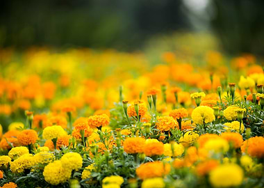 Marigold Flowers