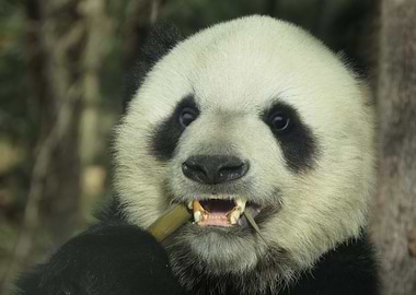 Giant Panda