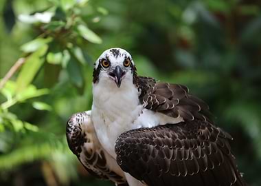 The Osprey