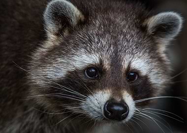 Racoon