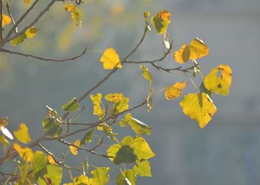 Beautiful colors of Autumn