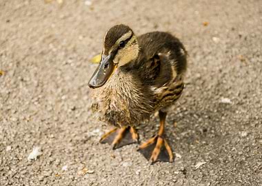 Baby duck