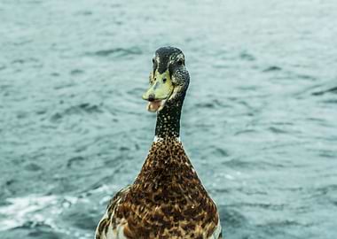 Smiling Duck
