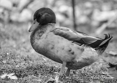 Black and White Mallard