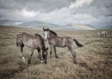 Pair of Foals